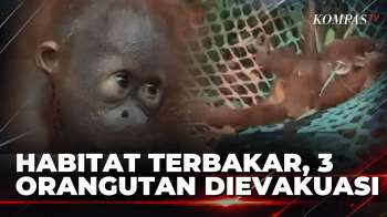 Habitatnya Terbakar, 3 Orangutan Terpaksa Masuk Kebun Warga Di Ketapang | SAPA MALAM