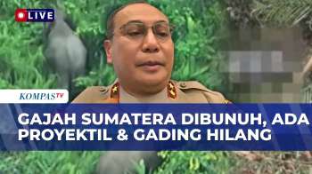 [FULL] Gajah Sumatera Ditemukan Tanpa Kepala Di Riau, Kapolda Ungkap Fakta Baru | KOMPAS PETANG