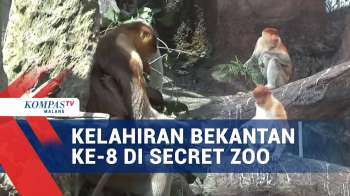 Kelahiran Bekantan Ke-8 Di Secret Zoo Kota Batu