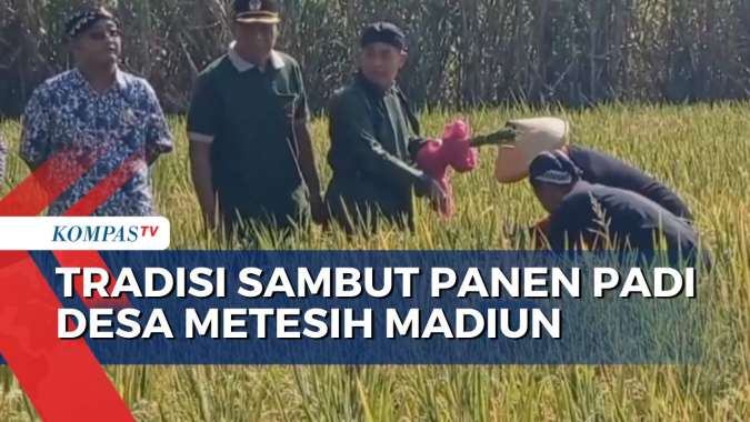 Methil Pari, Tradisi Sambut Panen Padi yang Masih Lestari di Madiun