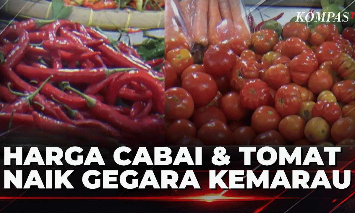 Harga Cabai dan Tomat di Jember Meroket Akibat Kemarau Panjang| KOMPAS SIANG