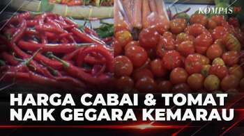 Harga Cabai Dan Tomat Di Jember Meroket Akibat Kemarau Panjang| KOMPAS SIANG