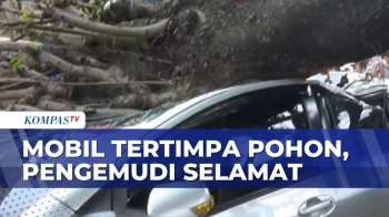 Pohon Setinggi 8 Meter Tumbang Timpa Mobil Hingga Rusak, Pengemudi Selamat | BERITA UTAMA