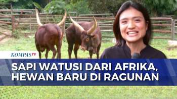Warga Antusias Lihat Sapi Watusi dari Afrika, Koleksi Hewan Baru di Taman Margasatwa Ragunan