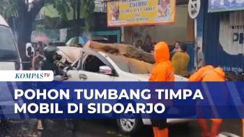 Angin Kencang Dan Hujan Deras, Pohon Tumbang Timpa Mobil, 4 Penumpang Selamat | SAPA MALAM