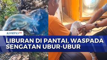 Tim SAR Bantu Wisatawan Terkena Sengatan Ubur-Ubur Di Pantai | SAPA PAGI