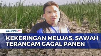 Saluran Irigasi Kering, 1.348 Hektar Sawah Di Subang Terancam Gagal Tanam Dan Panen
