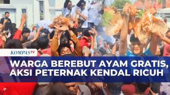 Ricuh! Warga Berebut Ayam Gratis Saat Peternak Protes Harga Pakan di Kendal | BERUT