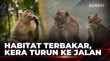 Kera Turun ke Jalan! Habitat Terbakar, Karhutla Bromo dan OKI Masih Ditangani | KOMPAS PETANG