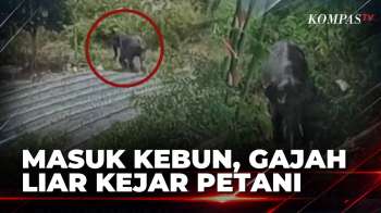 Gajah Liar Masuk Kebun Milik Warga, Tiba-Tiba Kejar Petani Cabai | BERUT