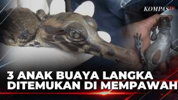 Temuan Langka! Tiga Anak Buaya Senyulong Ditemukan Di Mempawah | JURNAL NUSANTARA
