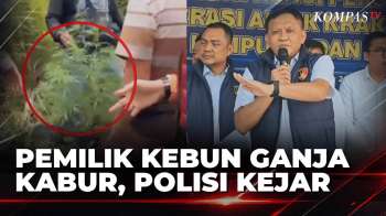 Pemilik Kebun Ganja Kabur! 8 Pohon Ditemukan Di Kaki Gunung Seminung Lampung | SAPA SIANG
