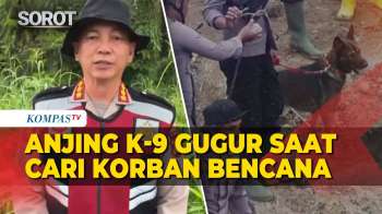 Anjing Pelacak Polda Riau Gugur Saat Cari Korban Bencana Di Sumbar