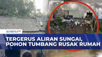 Arus Deras Kali Bekasi Gerus Bantaran, Pohon Angsana Roboh Timpa Rumah Warga