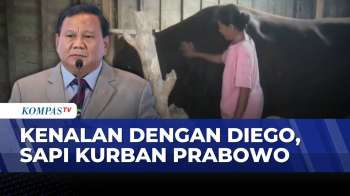 Sapi Limosin 1,1 Ton Milik Peternak Blora Jadi Hewan Kurban Presiden Prabowo | JMP
