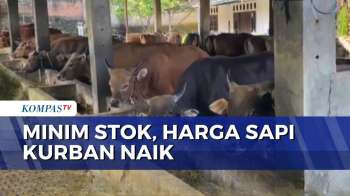 Jelang Iduladha, Harga Sapi Kurban Di Bengkulu Tembus Rp19 Juta Per Ekor | KOMPAS SIANG