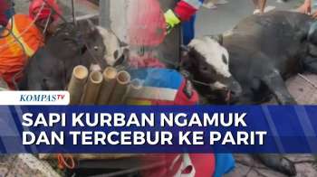 Mengamuk, Sapi Kurban Alami Patah Kaki Usai Tercebur ke Parit di Johar Baru | KOMPAS SIANG