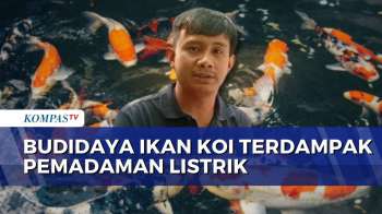 Listrik Padam Berulang Kali, Pembudidaya Koi Di Surabaya Khawatir Ikan Mati | KOMPAS SIANG