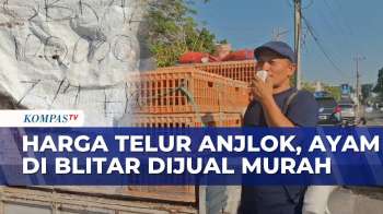 Harga Telur Turun, Peternak Ayam Blitar Berharap Pemerintah Ambil Langkah | JURNAL NUSANTARA