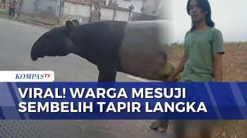 Geger! Warga Mesuji Lampung Sembelih Tapir, Satwa Langka yang Dilindungi | SAPA MALAM