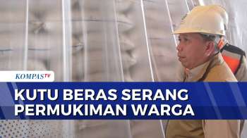 Permukiman Warga Di Karawang Diserang Kutu Beras Dari Gudang Penyimpanan Bulog | KOMPAS SIANG