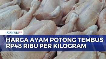 Harga Daging Ayam di Palembang Tembus Rp48 Ribu per Kg, Pedagang Sebut MBG Jadi Pemicu