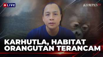 [FULL] Karhutla di Ketapang, Begini Proses Evakuasi 4 Orangutan| KOMPAS MALAM