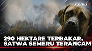 290 Hektare Terbakar, Karhutla Semeru Mengancam Habitat Satwa | SAPA MALAM