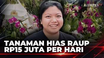 Tanaman Hias Masih Diminati, Penjualan Di Denpasar Raup Rp4 Juta-Rp15 Juta Per Hari | JURNAL NUSANTA