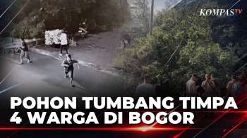 Pohon Tumbang Di Bogor Timur, 4 Warga Terluka Meski Tak Ada Angin Dan Hujan | KOMPAS PETANG