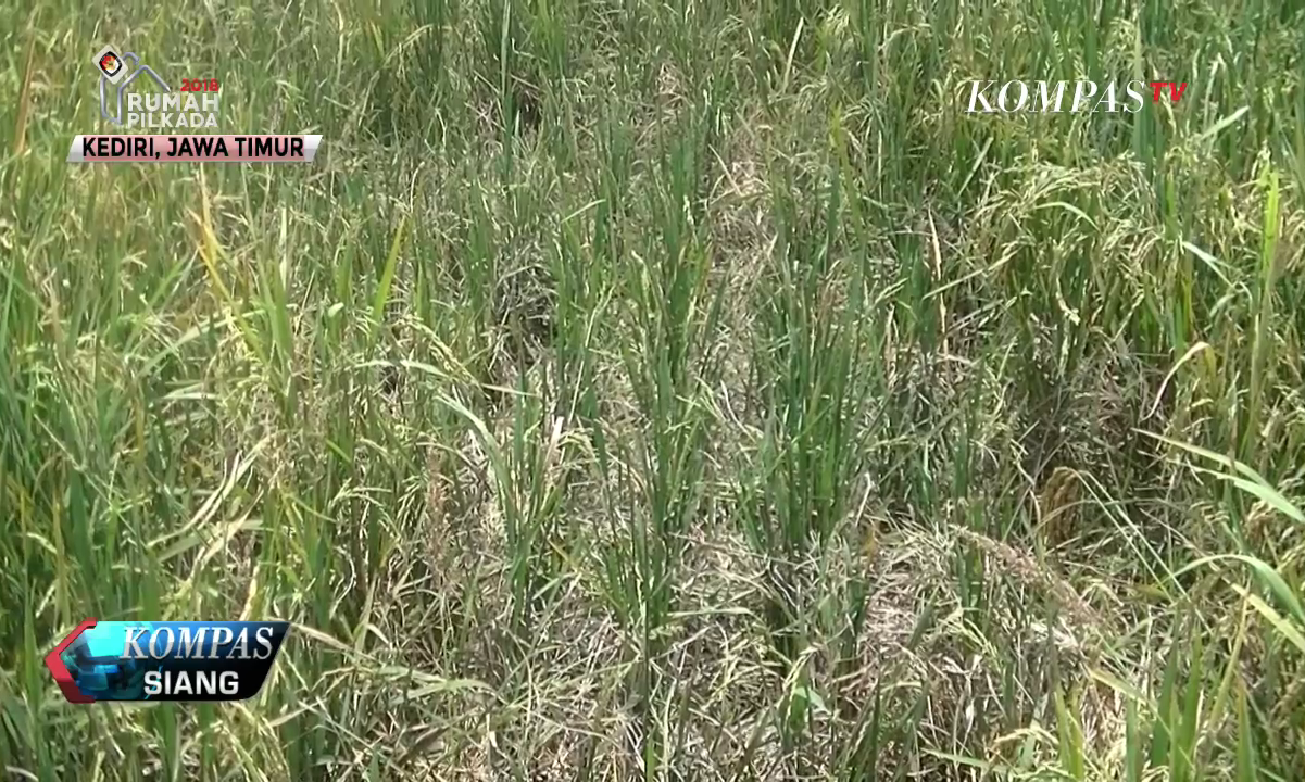Puluhan Hektar Sawah di Kediri Diserang Tikus